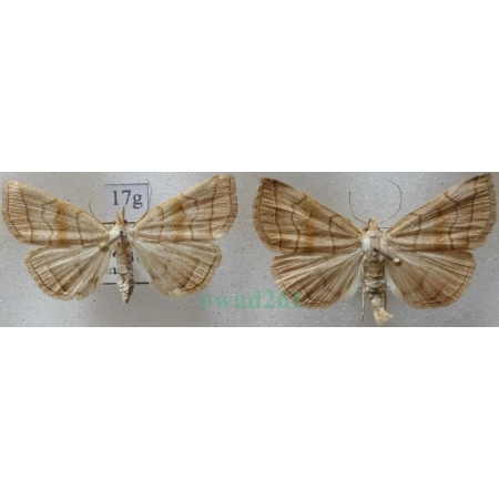 Herminia tarsicrinalis (Knoch, 1782) pair Szczękalica nogobrzeżka Czech17g